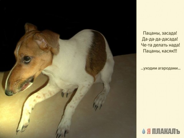 СОБАКИ и ЩЕНКИ. Все про собак!