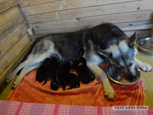 Подборка животных, которых застали за трапезой