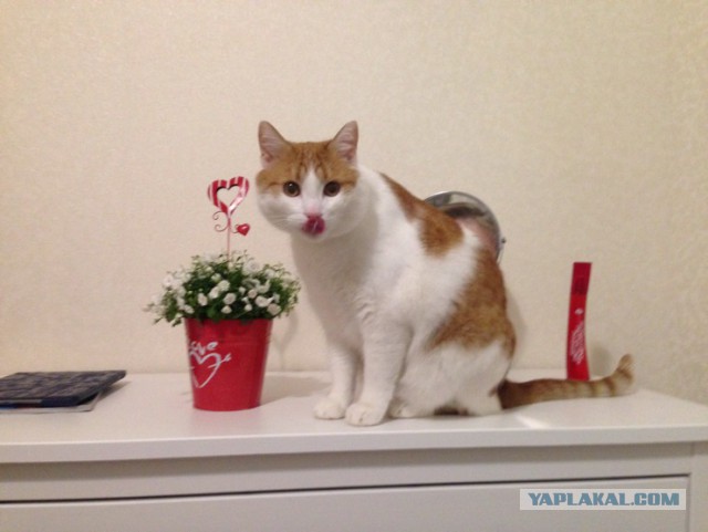 Котовторник  01.03.2016