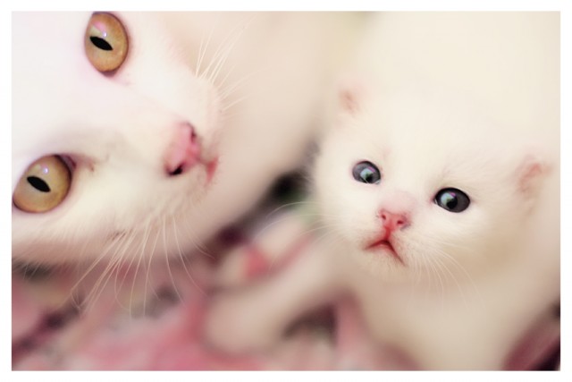 Коты Среды