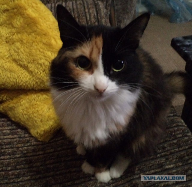 Слепая кошка с завораживающими глазами