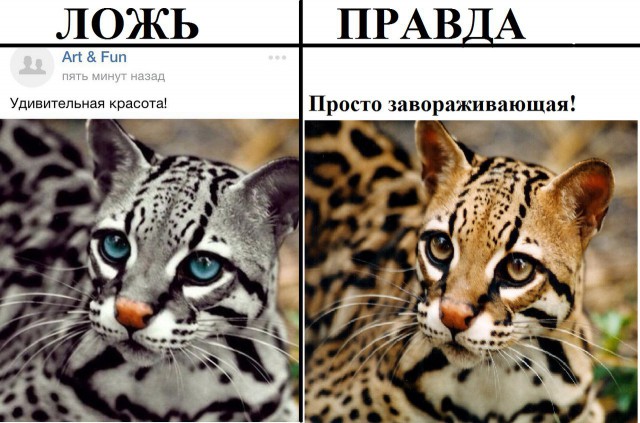 В интернете могут врать?