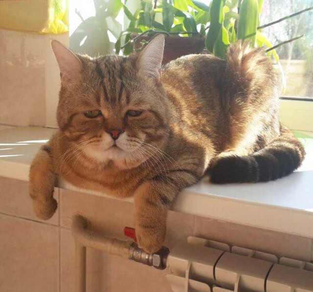 Коты из сети