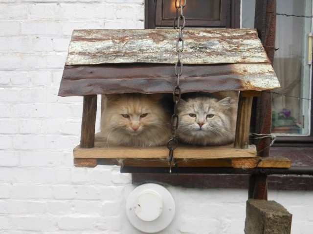 Коты из сети