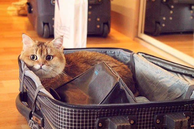 Коты из сети