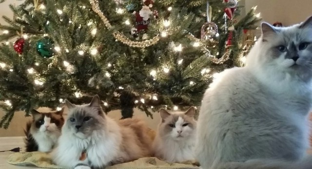 Коты из сети