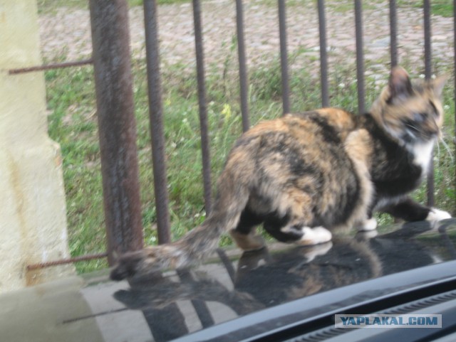 Парень будит кота петардой. Слобонервным не смотреть!