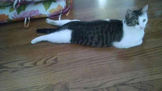 Коты и Кошки