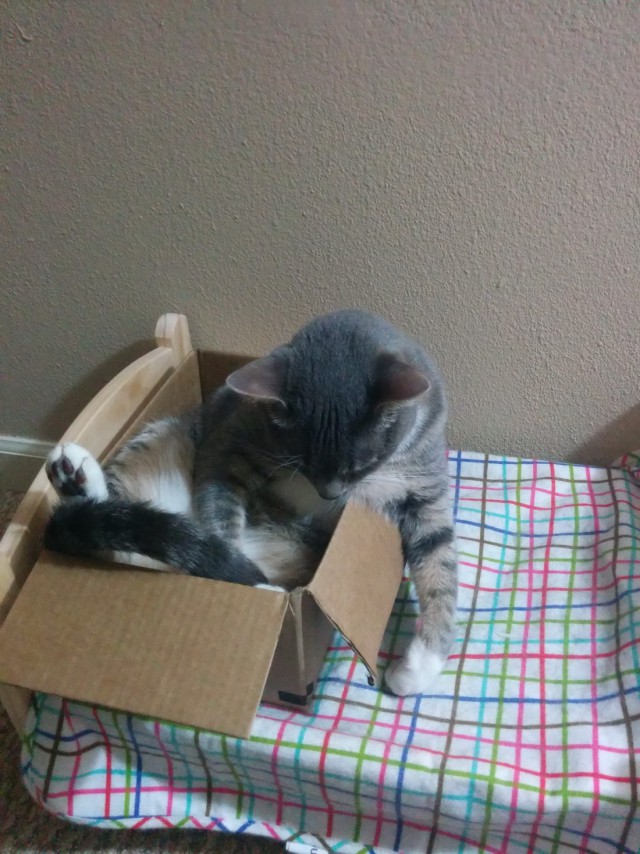 Коты и Кошки