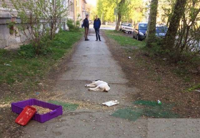 В Екатеринбурге мужчина выбросил из окна собаку, котят, кролика и улиток