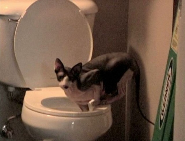 Коты и Кошки