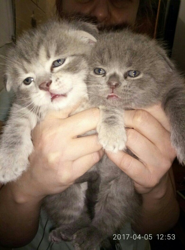 Коты и Кошки