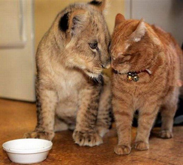 Коты и Кошки