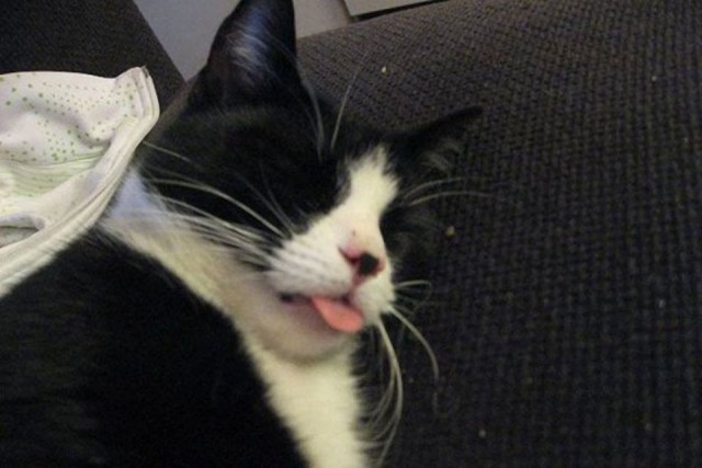 Коты и Кошки