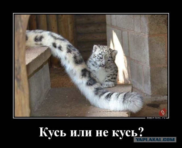 Мальчик подразнил кота, папа скомандовал – Фас!