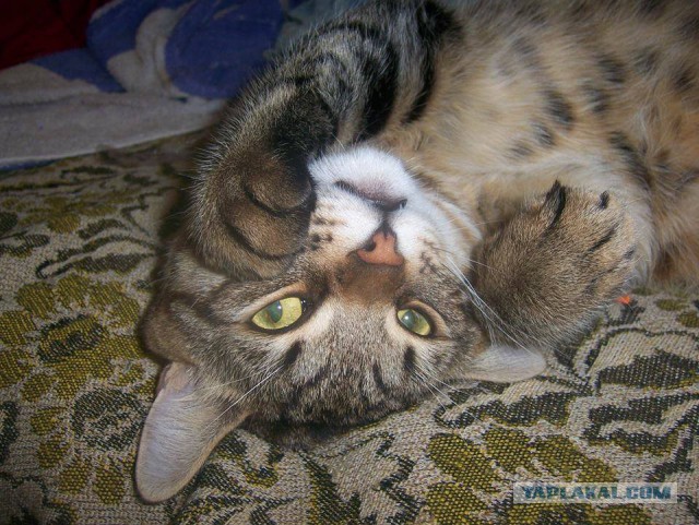 Котовторник 28.11.2017