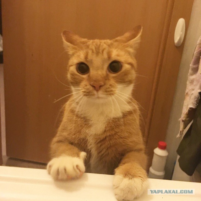 Котовторник  05.12.2017