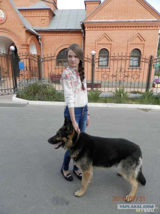 8 исчезнувших пород собак, которых не осталось даже на фотографиях