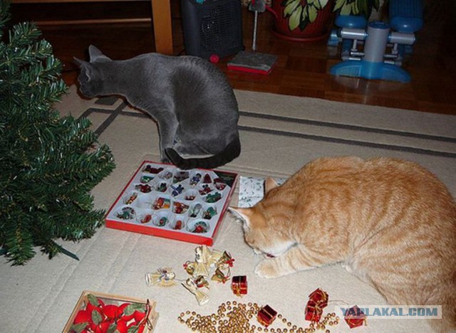 Котовторник!