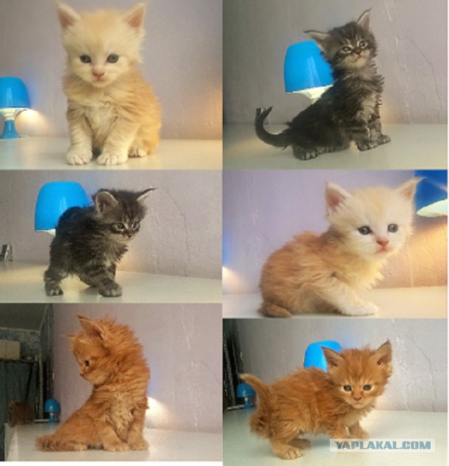 Котовторник 20.02.18