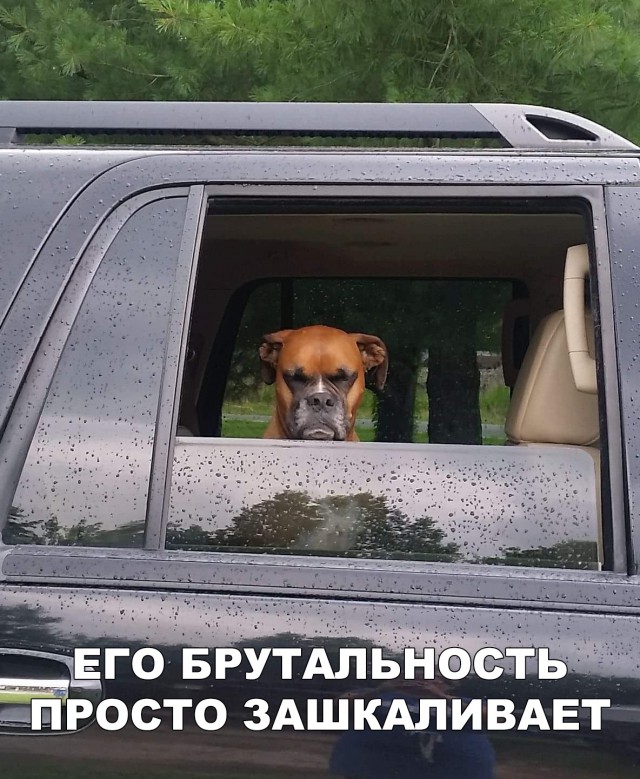 Нестандартный юмор
