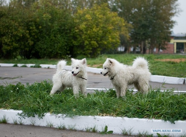 Самоеды!