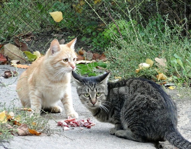 Котовторник 22.11.11