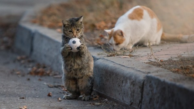 Прикольных котов пост