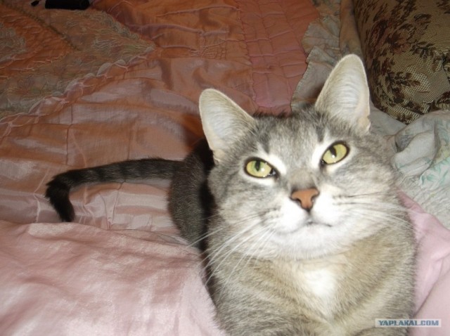 Котовторник (10.01.2012)