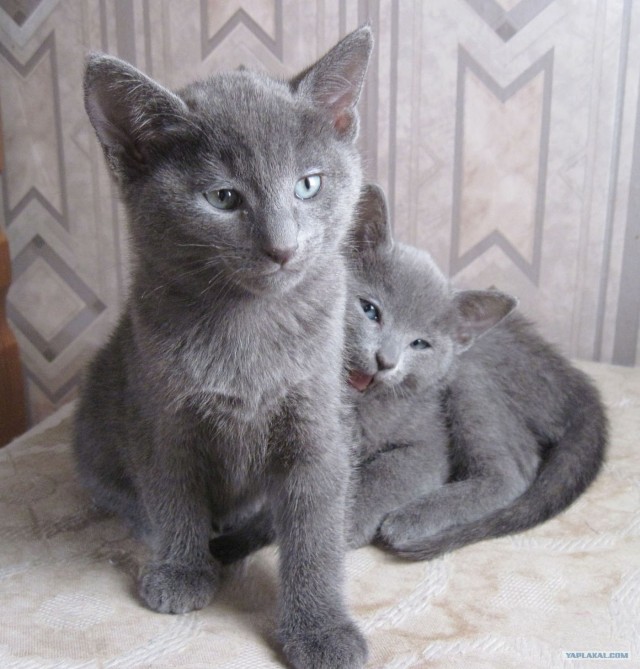 Котовторник (14.02.2012)