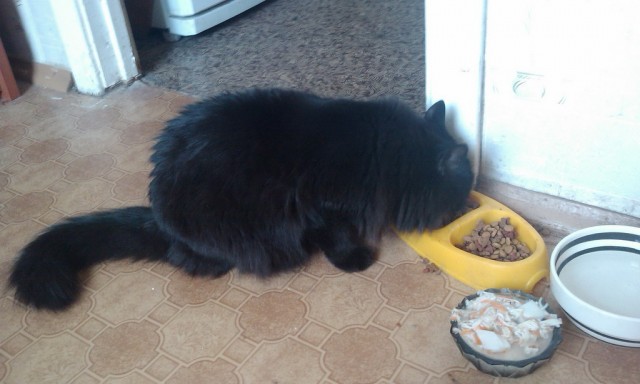 Котовторник 22.05.2012