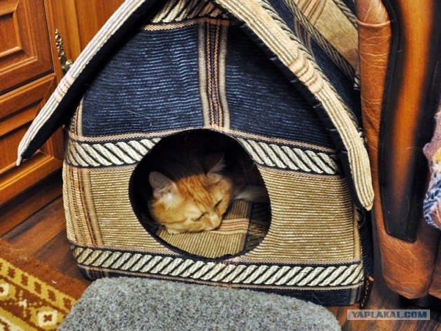 Котовторник 07.08.2012