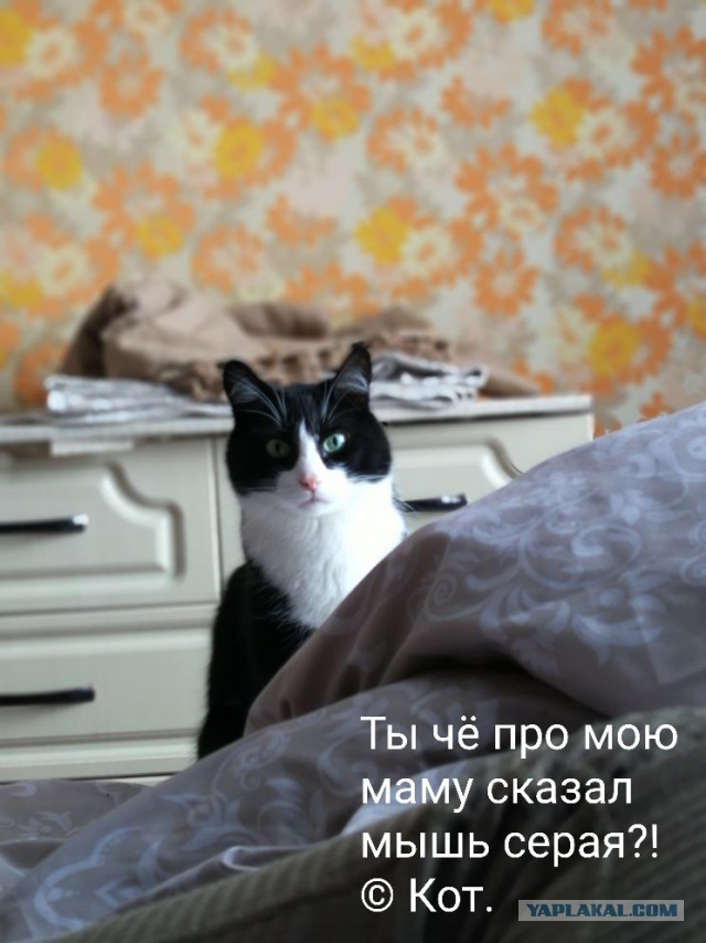 Чо, поцоны? Котовторнег?!