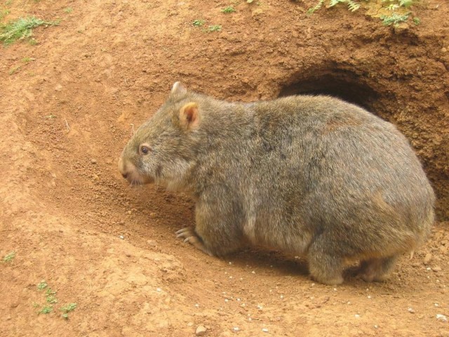 Живность из сети