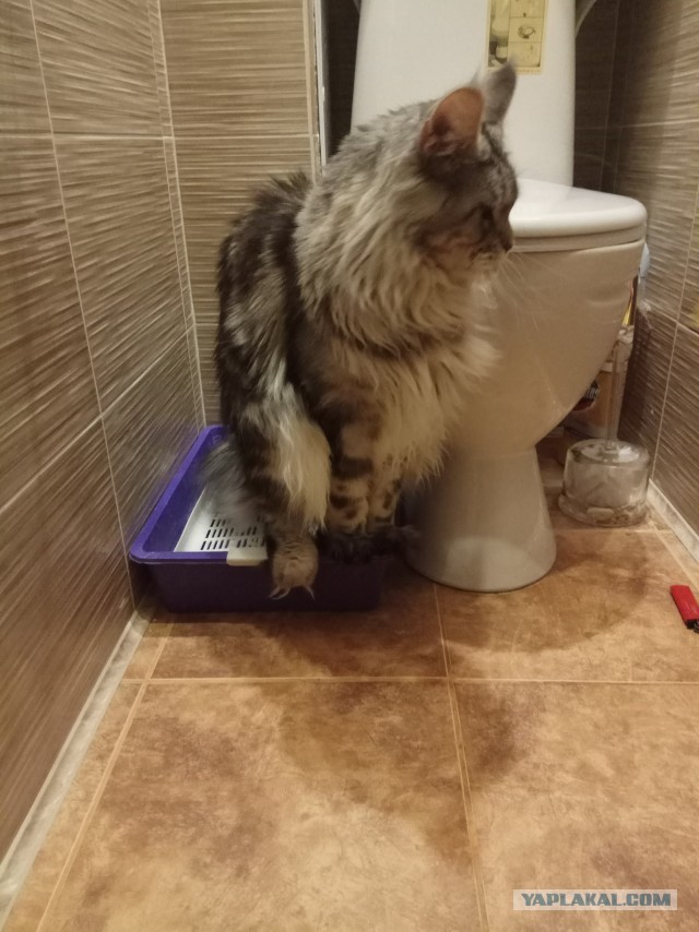 ̶К̶о̶р̶о̶н̶  Котовторник!