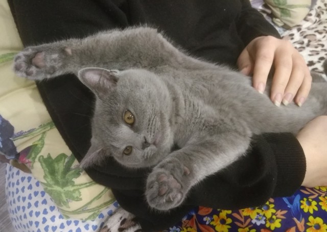 Котики обормотики