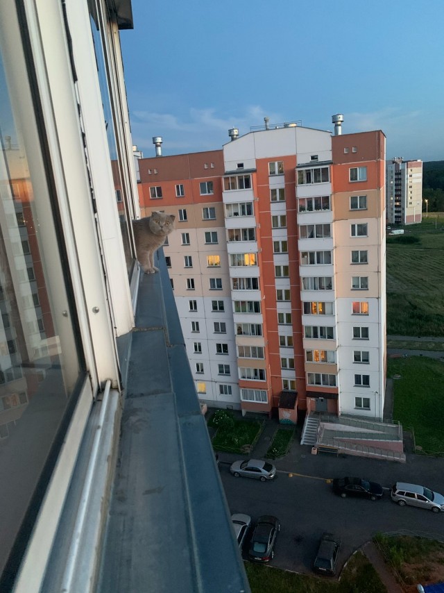 Эти забавные животные