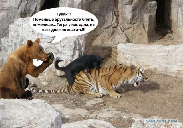 Маша-а-а!Аууууу!