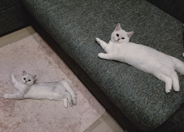 Котовторник 13.10.2020