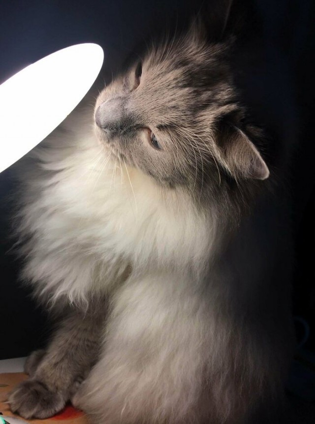 К - Котогеничность