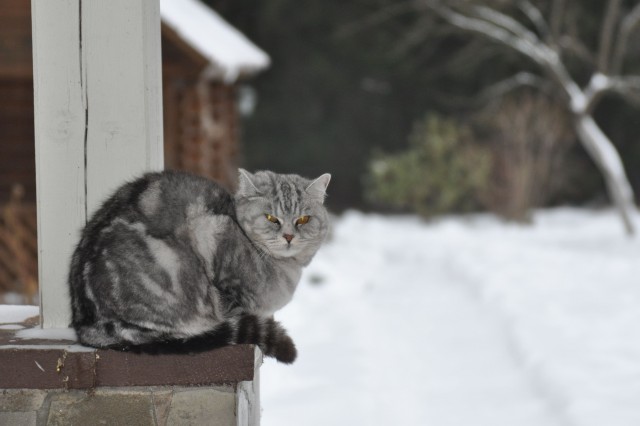 Уличные котаны