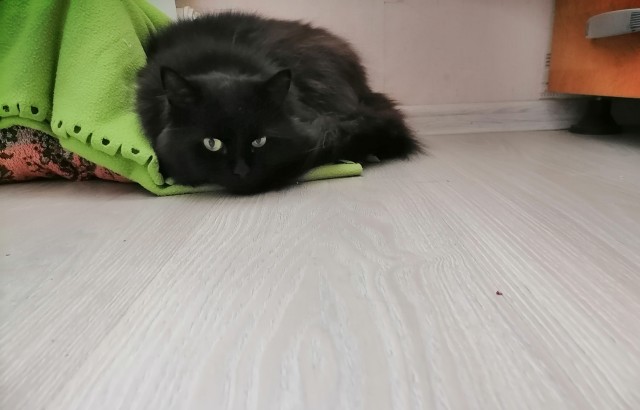 Разные котики