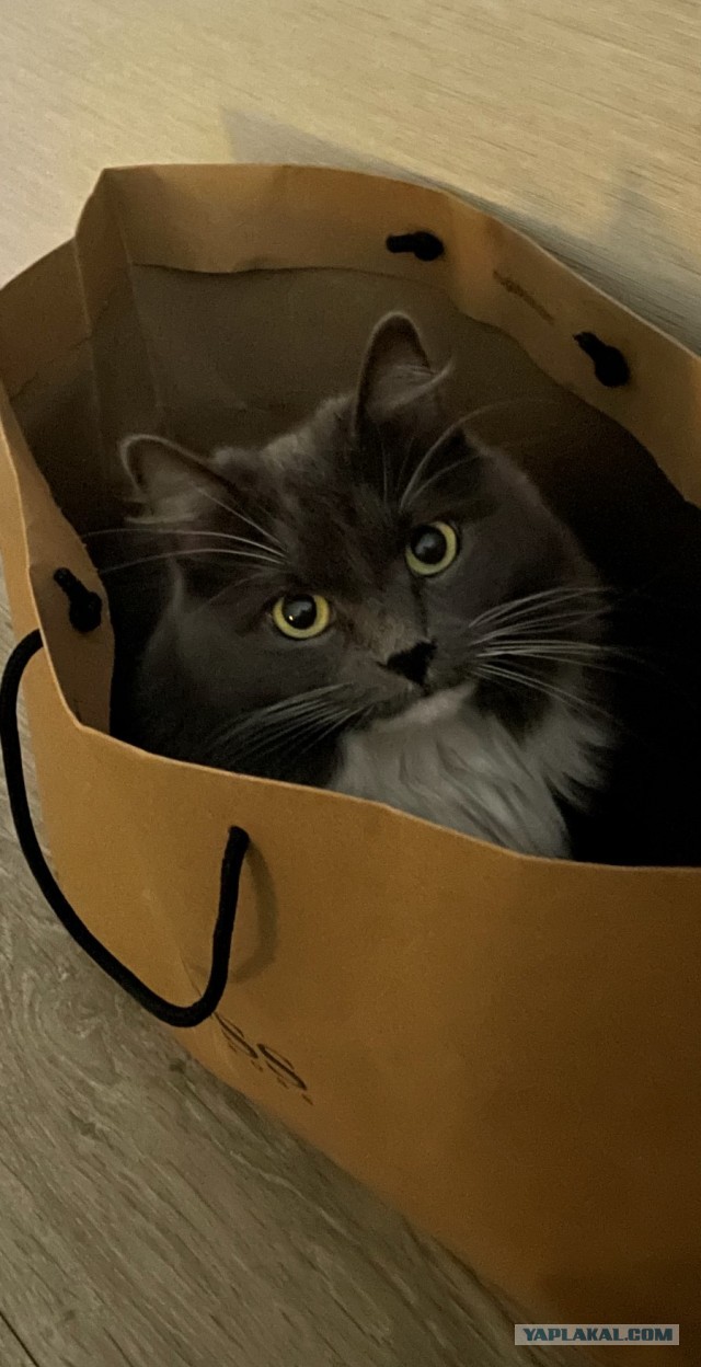 Котовторник 28.09.21