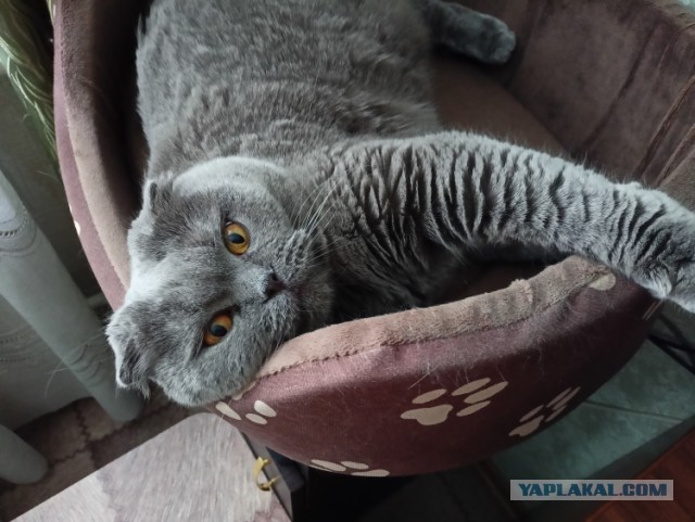 К котовторнику