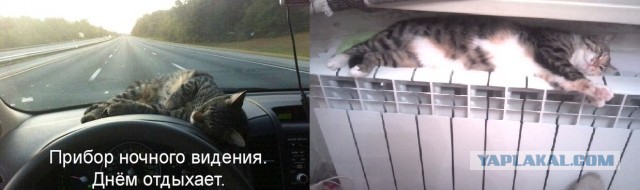 Так себе картинки 14.11.21