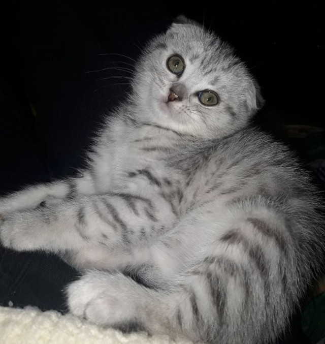 Вы, что спите? Вставайте, котовторник же!