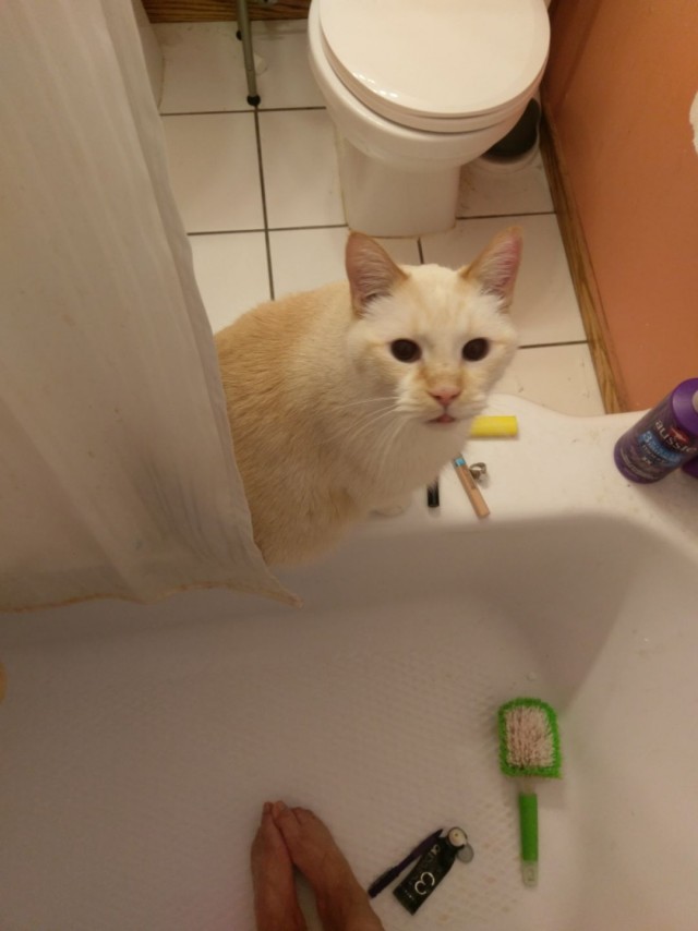 Котам начхать на вашу приватность