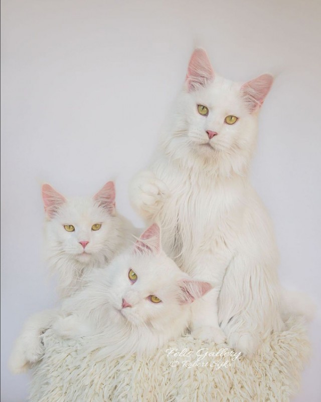 Кот Мейн-кун: царь домашних кошек!