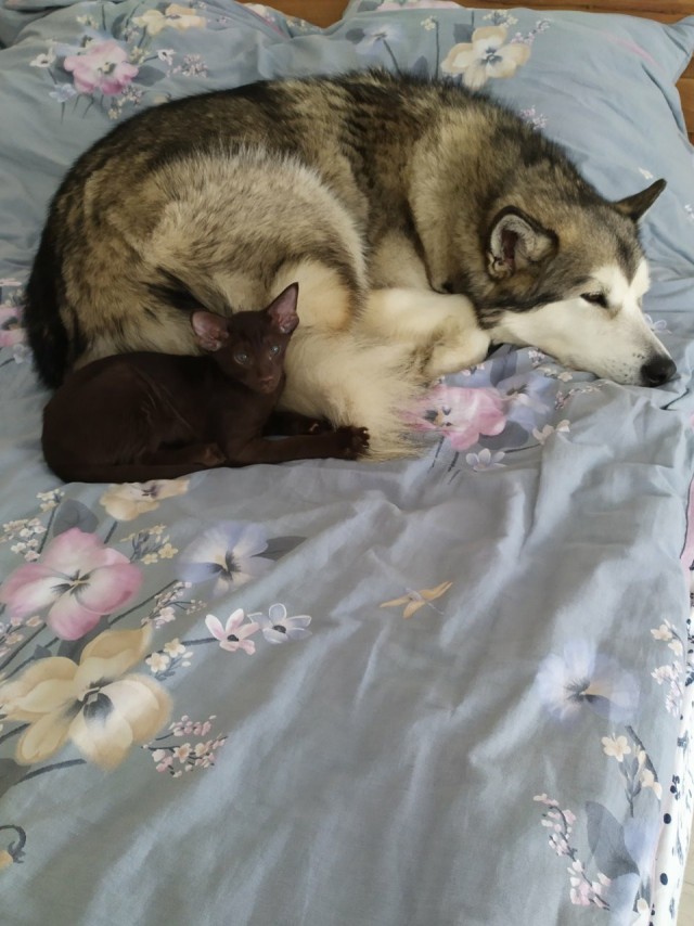 Как кошка с собакой