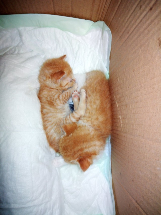 Рыжий кот